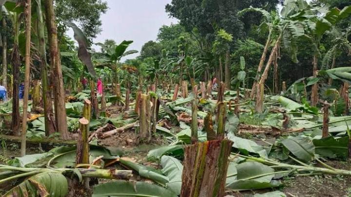 শিবপুরে দু'শতাধিক কলা গাছ কেটে ফেলেছে দুর্বৃত্তরা